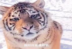 东北虎视频,野生王者之威严瞬间