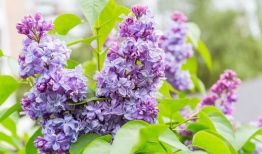 丁香花视频,探寻花朵中的生命奥秘